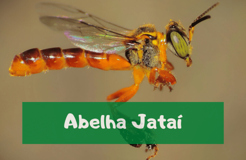 Abelha Jataí – Dicas para ter em casa