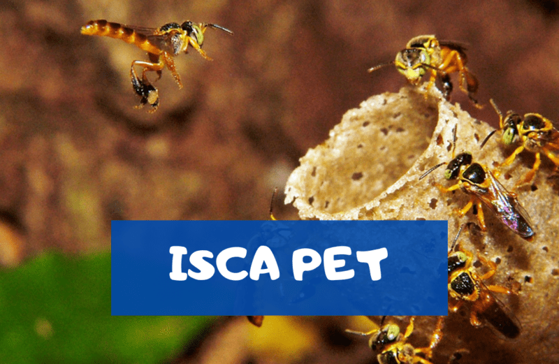 ISCA PET – Meliponicultura para iniciantes #1